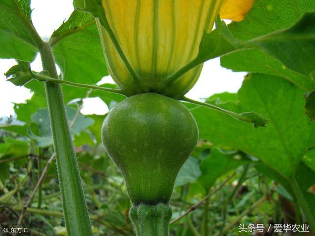 没有蜜蜂 怎样完成草莓 黄瓜 西瓜 南瓜 冬瓜等的授粉工作 中国三农网