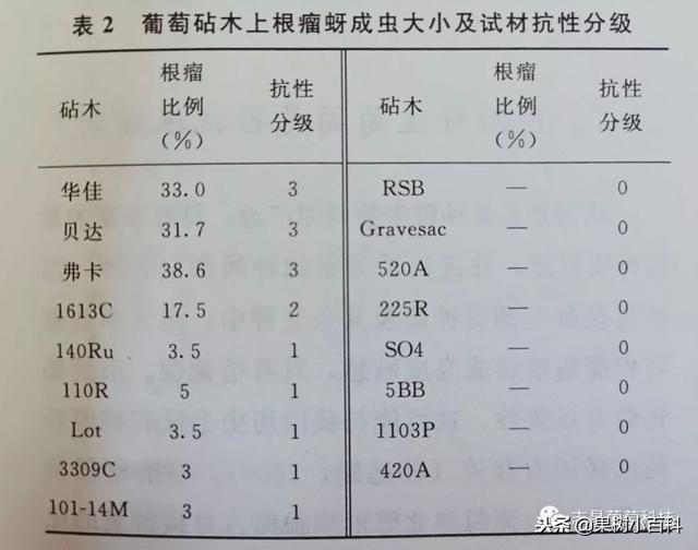 种葡萄必知!什么是抗性砧木?哪些砧木是抗性砧木?