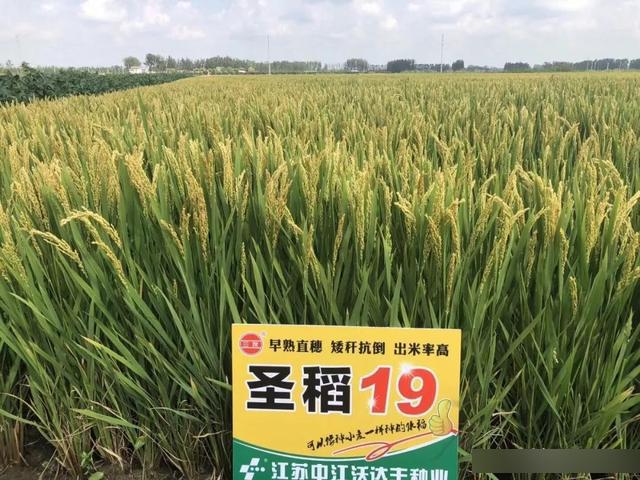 5天,比对照徐稻3号早7.6天.该品种熟期早,株型矮而紧凑,株高83.