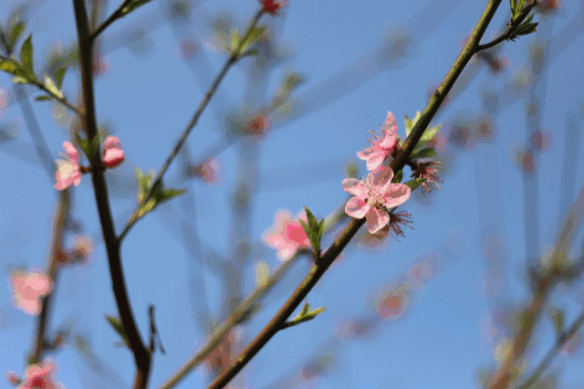 超美!桃花,李花,玉兰花…宜宾赏花攻略来咯