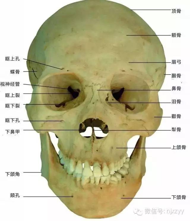 (2)面颅:包括泪骨2 ,颧骨2,腭骨2 ,下鼻甲骨2,上颌骨2 ,鼻骨2,犁骨1