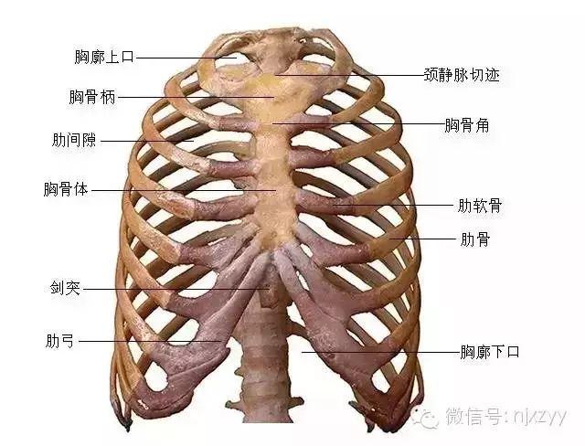 ②第二肋借肋软骨连于胸骨角.③第3～7肋借肋软骨与胸骨体相连.