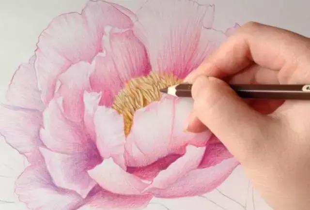 画一朵盛放的彩铅牡丹花,超详细