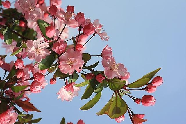 原来"海棠花"品种真不少,每一株都红花挂枝头,认全的人不多!