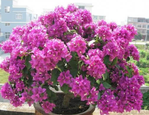 家里就养这“4种花”,漂亮好养又便宜,四季开花不断,满屋飘香 18新利体育网页版