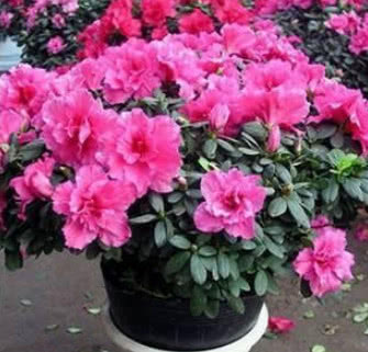 让“杜鹃花”花开满盆,掌握关键1招,不黄叶不落蕾,开成大花球 皇冠国际hg0088