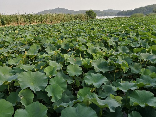 坚决抵制“有外无教”的所谓洋外教 澳门老葡京娱乐