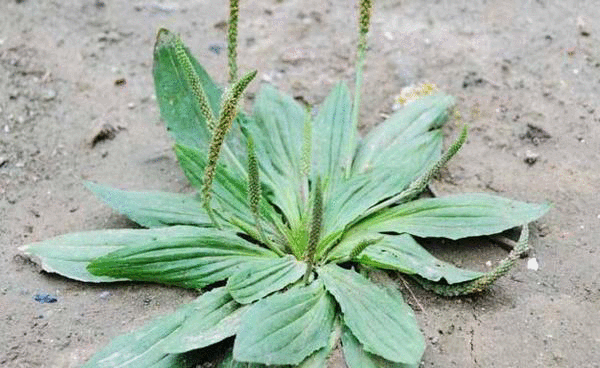 农村神草,用车前草煮水,坚持喝两个月,身体或可收获3大好处 龙8国际官方网手机版