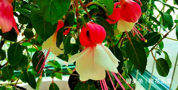 养好倒挂金钟,学会“3个秘诀”,花团锦簇长得旺,年年开花不断 mg电子官方网