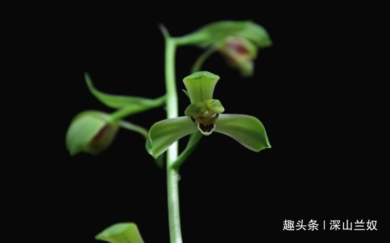 想要春兰蕙兰出花苞,现在这么做,到秋天就出花苞 巴黎人赌场