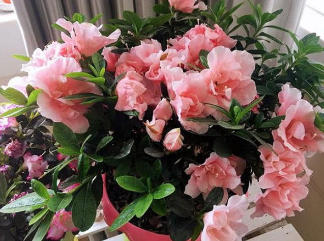 养杜鹃、茶花2年,不长新叶不开花,学会1招,花开满盆,长得旺! mg游戏