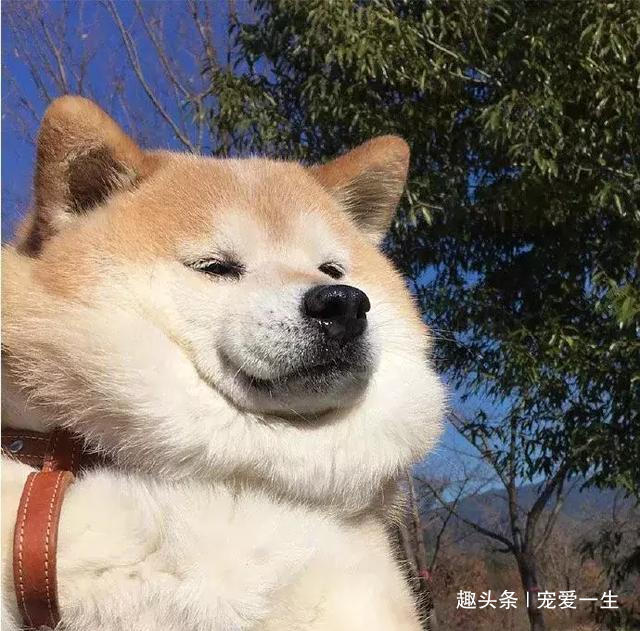 一只凭高“屁值”颜值走红网络的柴犬,这货靠着屁屁圈了不少粉 fg游乐电子官方网站