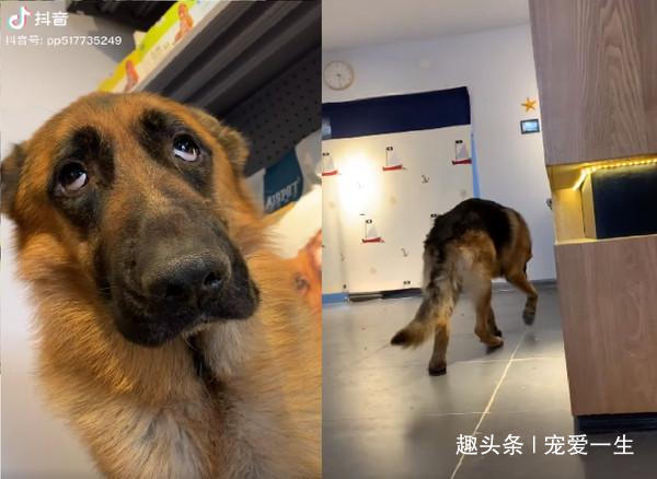 抖音德牧狗狗挨骂一脸委屈...偷溜被念不准动,下秒笑翻网友 亚洲通最新官方网址