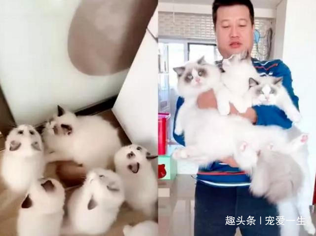 网友家中无公猫,母猫却意外怀孕了,小猫出生主人乐坏:发财了 澳门盈丰国际官网