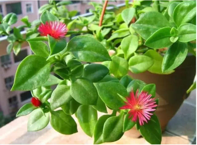 想让“牡丹吊兰”枝繁叶茂开花多,学会3招,不蔫吧,新芽蹭蹭冒