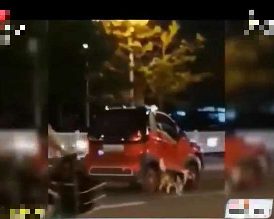 女司机马路上神操作,开着汽车来遛狗,妨碍交通安全被处罚 万博体育app下载