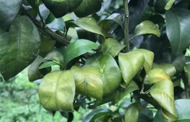 果农说砂糖橘叶发黄,叶片变薄卷曲,什么原因?可能缺镁硼元素 其乐老虎机官网下载