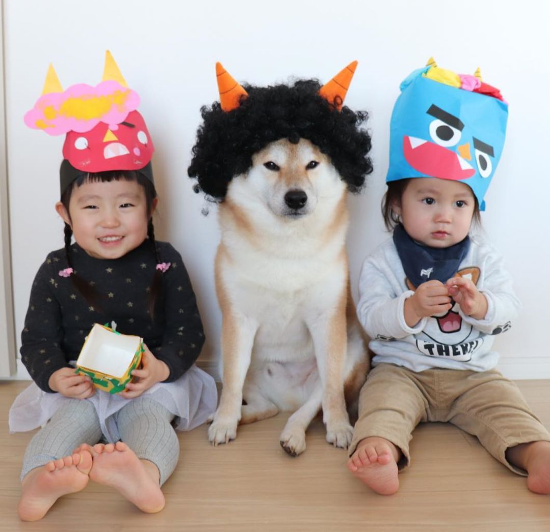 柴犬帮主人“照顾”两个孩子,柴柴:我的心好累啊 凯发k8官凯发k8官网
