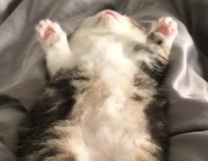 小奶猫做梦四脚乱打,闭眼让人次笑喷,呆萌猫让人心化了 小奶猫做梦四脚乱打,闭眼让人次笑喷,呆萌猫让人心化了