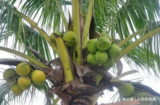 男子爬上18米高椰子树,3年都没下来,全靠母亲送水和食物度日 xbet星投捕鱼