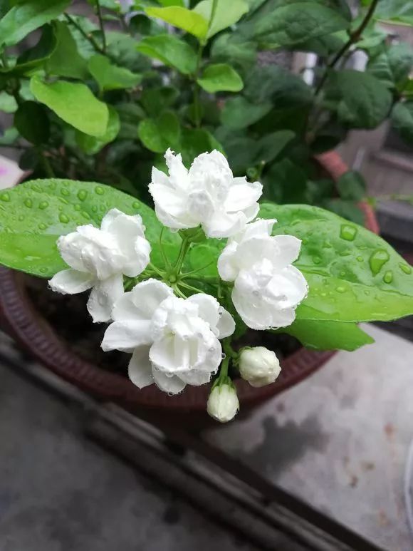 茉莉不开花?简单一处理,花苞“嗖嗖冒”,花开繁茂芳香!