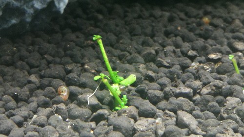 草缸维护测试,30天水草不长,从中发现新的草缸养护方法 线上百家乐