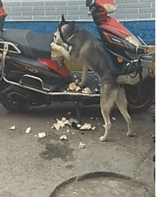 GIF:兄弟们今晚吃狗肉 凯发平台