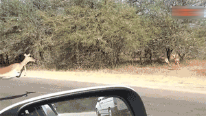 搞笑gif:这就是别人能减肥成功的原因。
