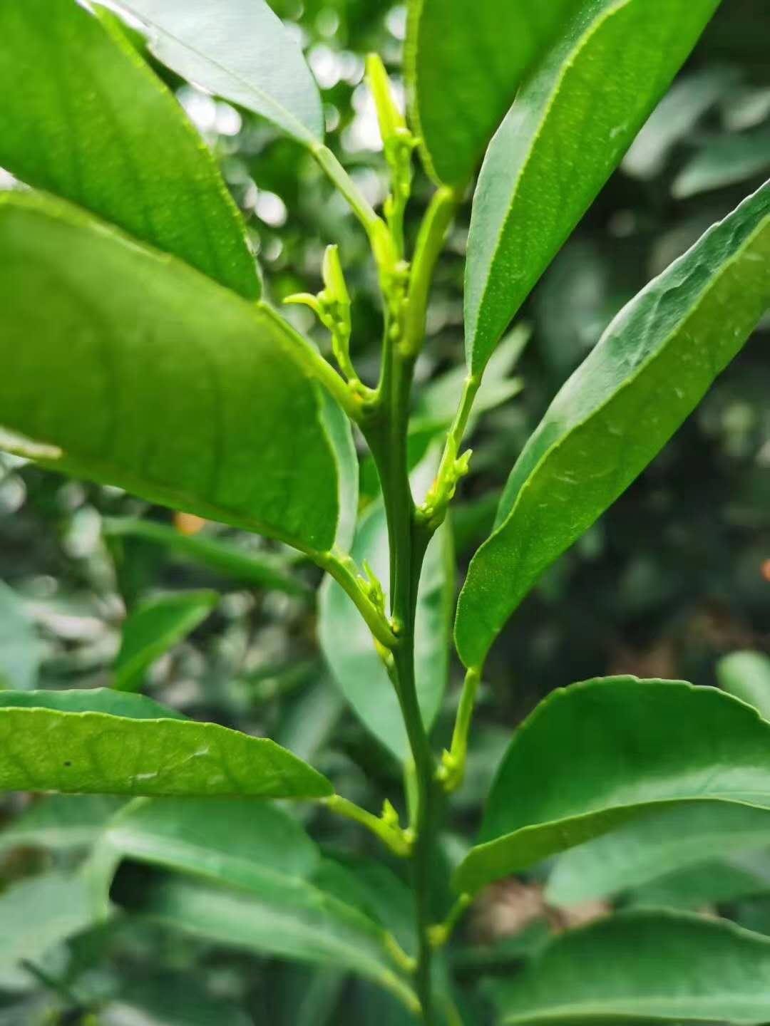 雨水过多或者过少对于柑橘生长有什么影响?柑橘水分需求分析