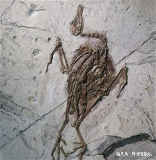 蝙蝠的始祖是谁？考古学家发现1.25亿年前的化石，实在太可怕了