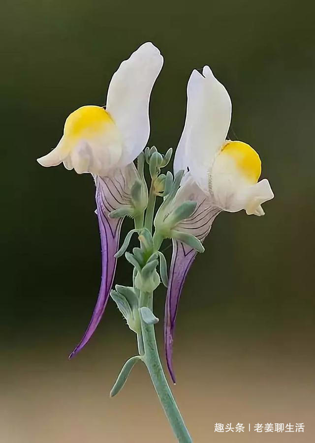 千奇百怪的花，一个都不认识，长见识了