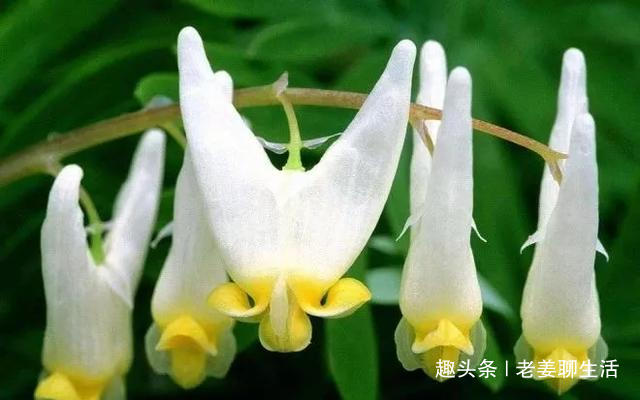 千奇百怪的花，一个都不认识，长见识了