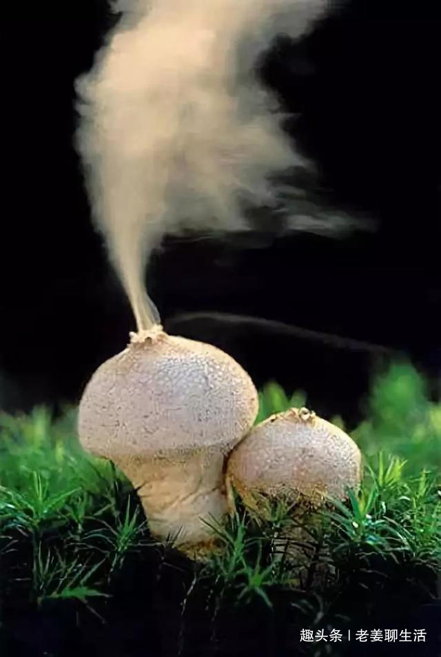 千奇百怪的花，一个都不认识，长见识了