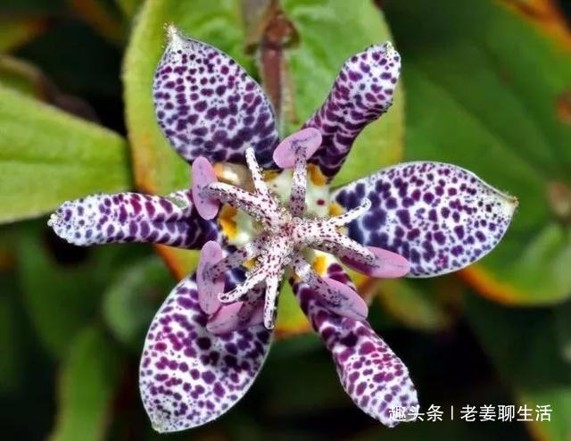 千奇百怪的花，一个都不认识，长见识了