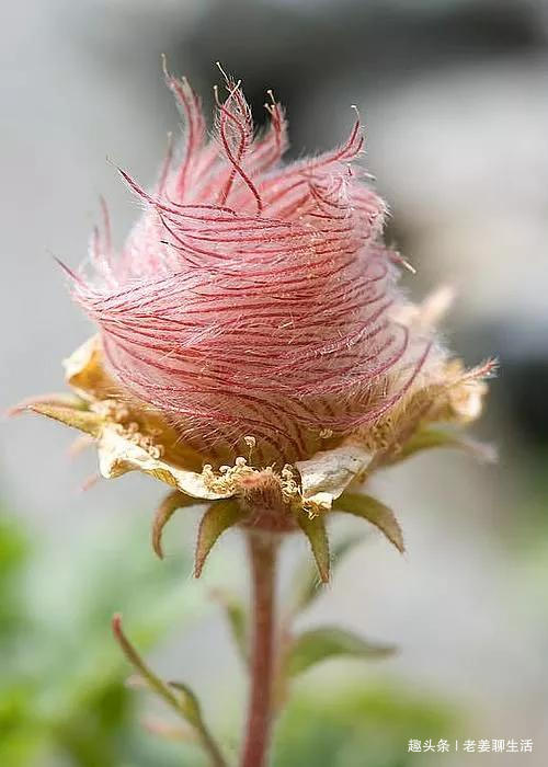 千奇百怪的花，一个都不认识，长见识了