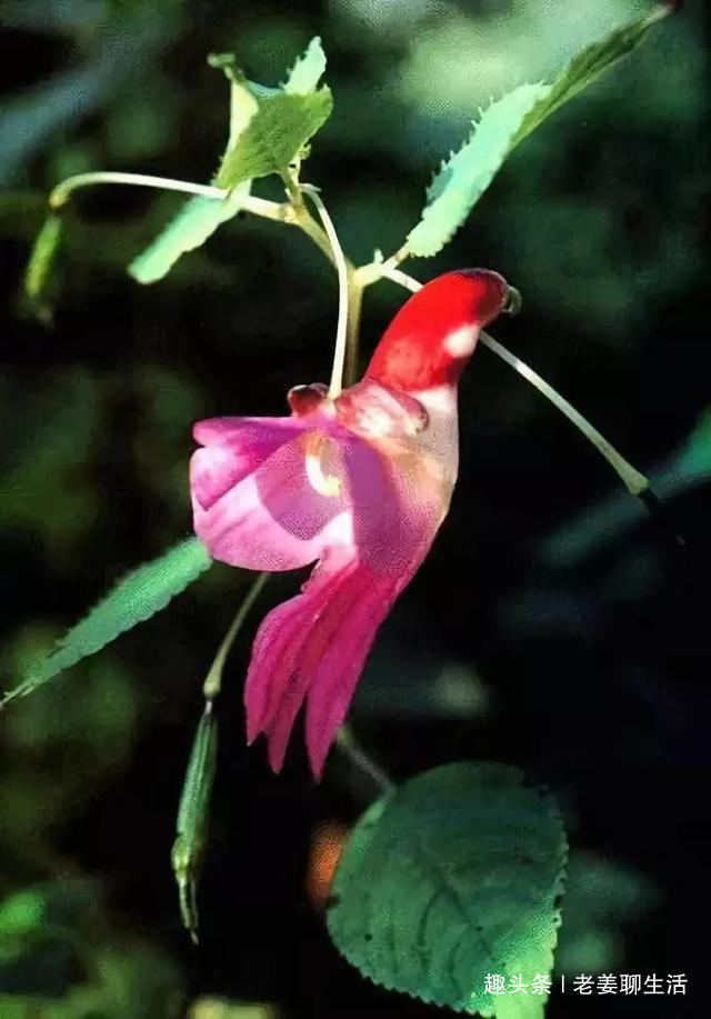 千奇百怪的花，一个都不认识，长见识了