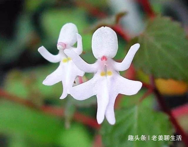 千奇百怪的花，一个都不认识，长见识了