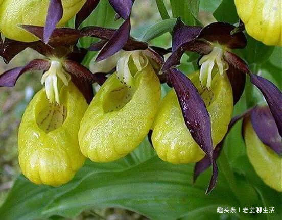 千奇百怪的花，一个都不认识，长见识了
