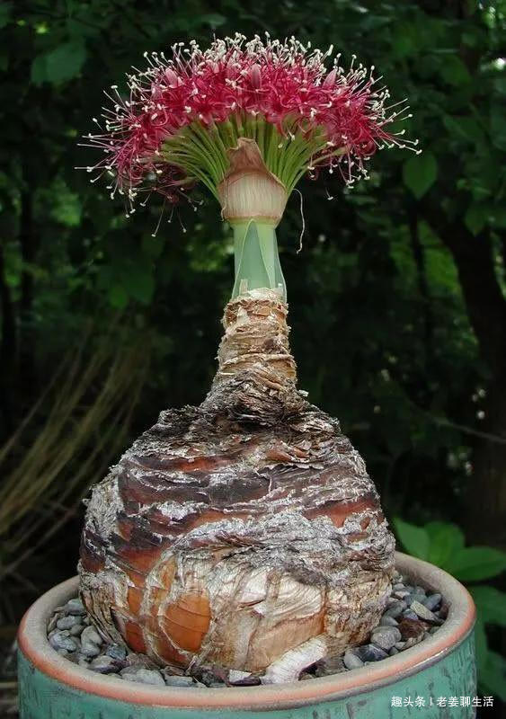 千奇百怪的花，一个都不认识，长见识了