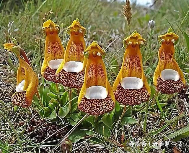 千奇百怪的花，一个都不认识，长见识了