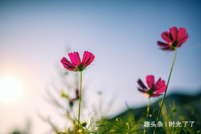 动了情的人，见与不见，都会想念