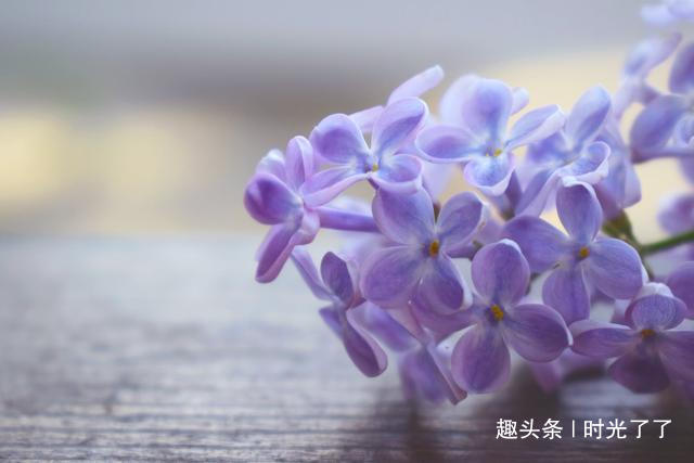 动了情的人，见与不见，都会想念