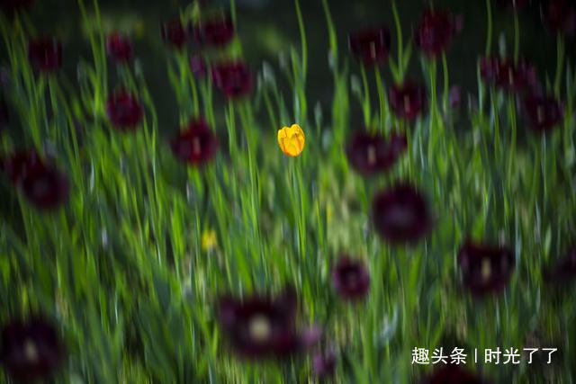 动了情的人，见与不见，都会想念