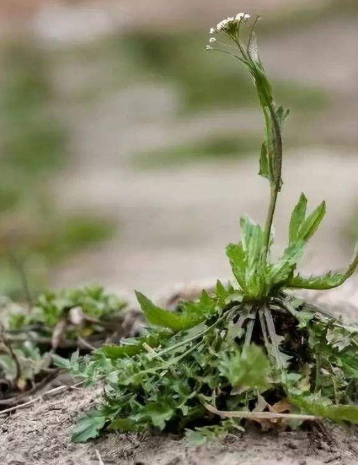 乡下一珍贵野草，原本当是猪菜，研究古人用法后，取名“小人参”