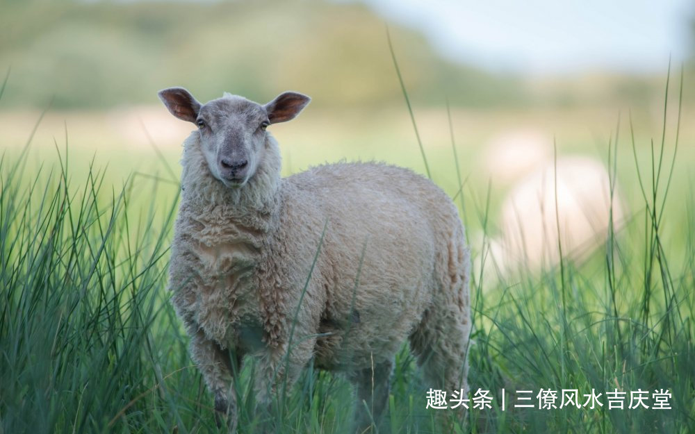 十二生肖取名用字宜忌，不同生肖各有讲究，你的名字取对了吗