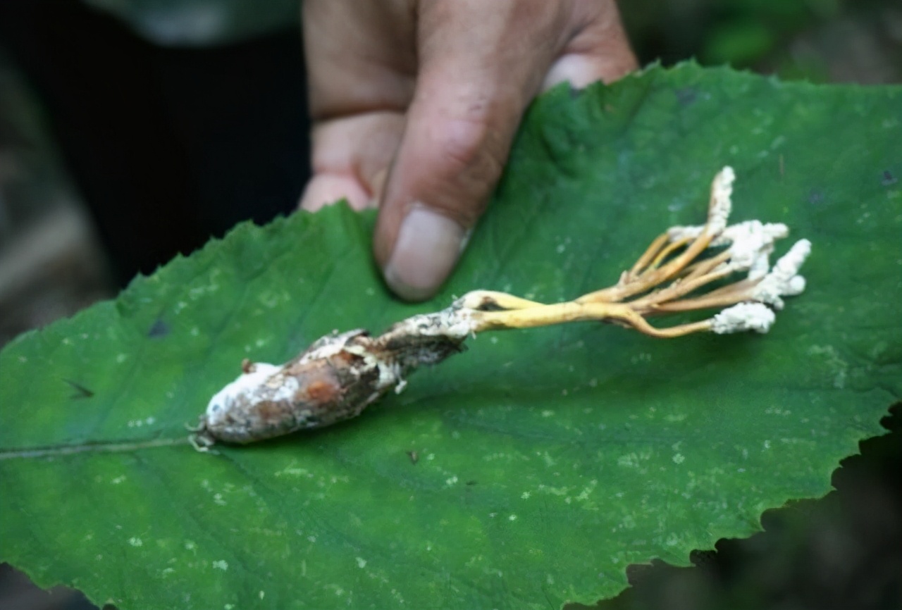 此物生于竹林下，取名“蝉花”，偶遇请勿踩踏，珍贵如“虫草”