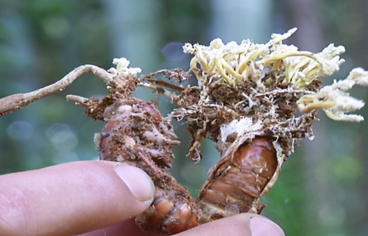 此物生于竹林下，取名“蝉花”，偶遇请勿踩踏，珍贵如“虫草”