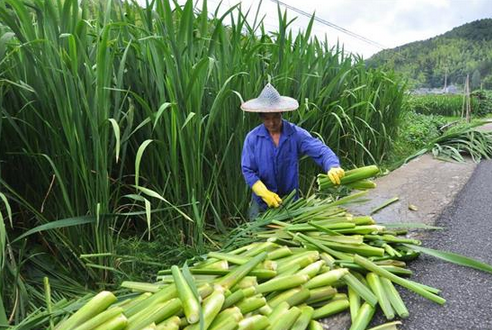 茭白是一种水里长的植物,多生长于长江湖地一带.