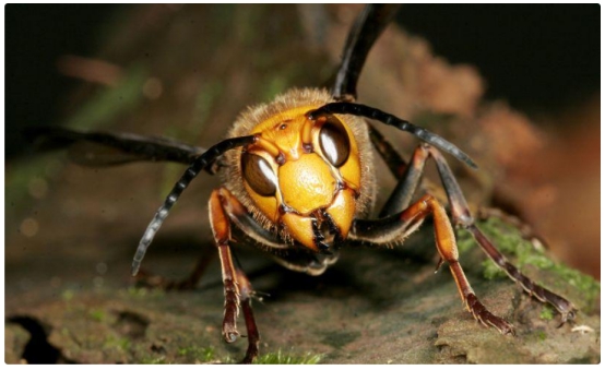 美国剧毒亚洲体型大黄蜂