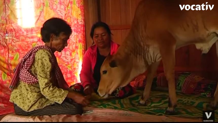 外国老妇人和牛结婚，悉心照顾。因为她坚信，这牛就是丈夫转世